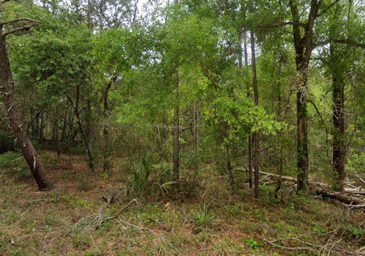 Affordable Florida Land That Fits Your Budget and Your Dreams