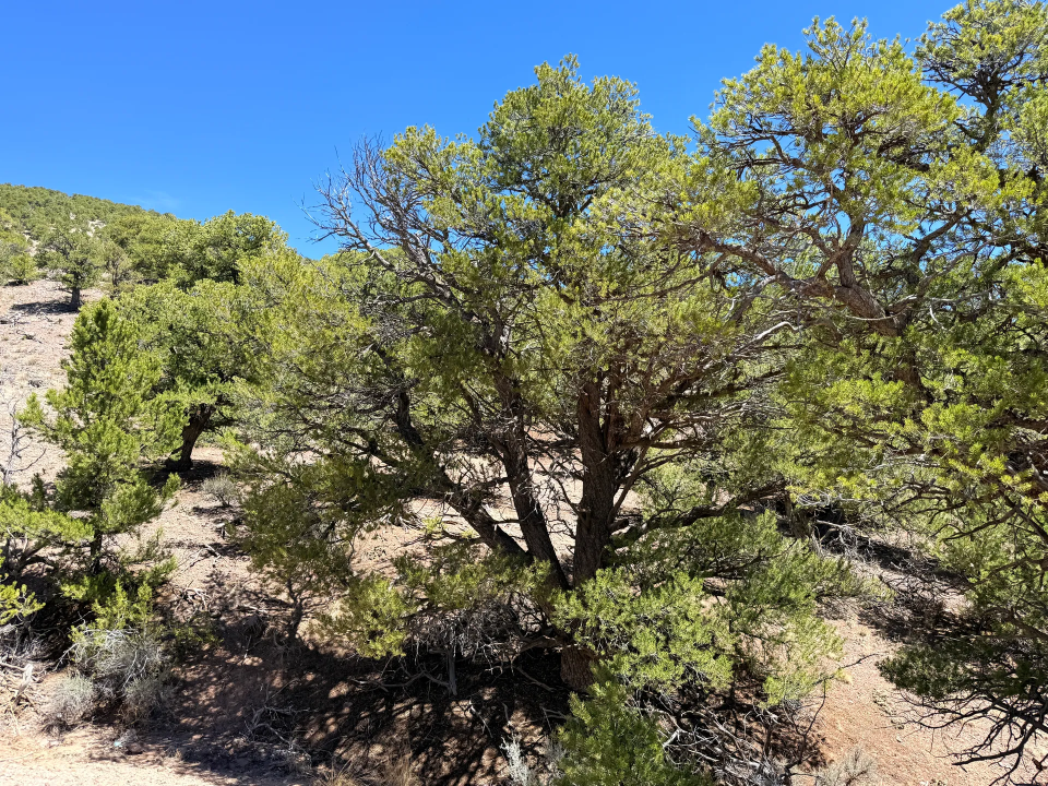 Colorado Mountain Land with Trees — 5.38 Acres | Fort Garland, CO