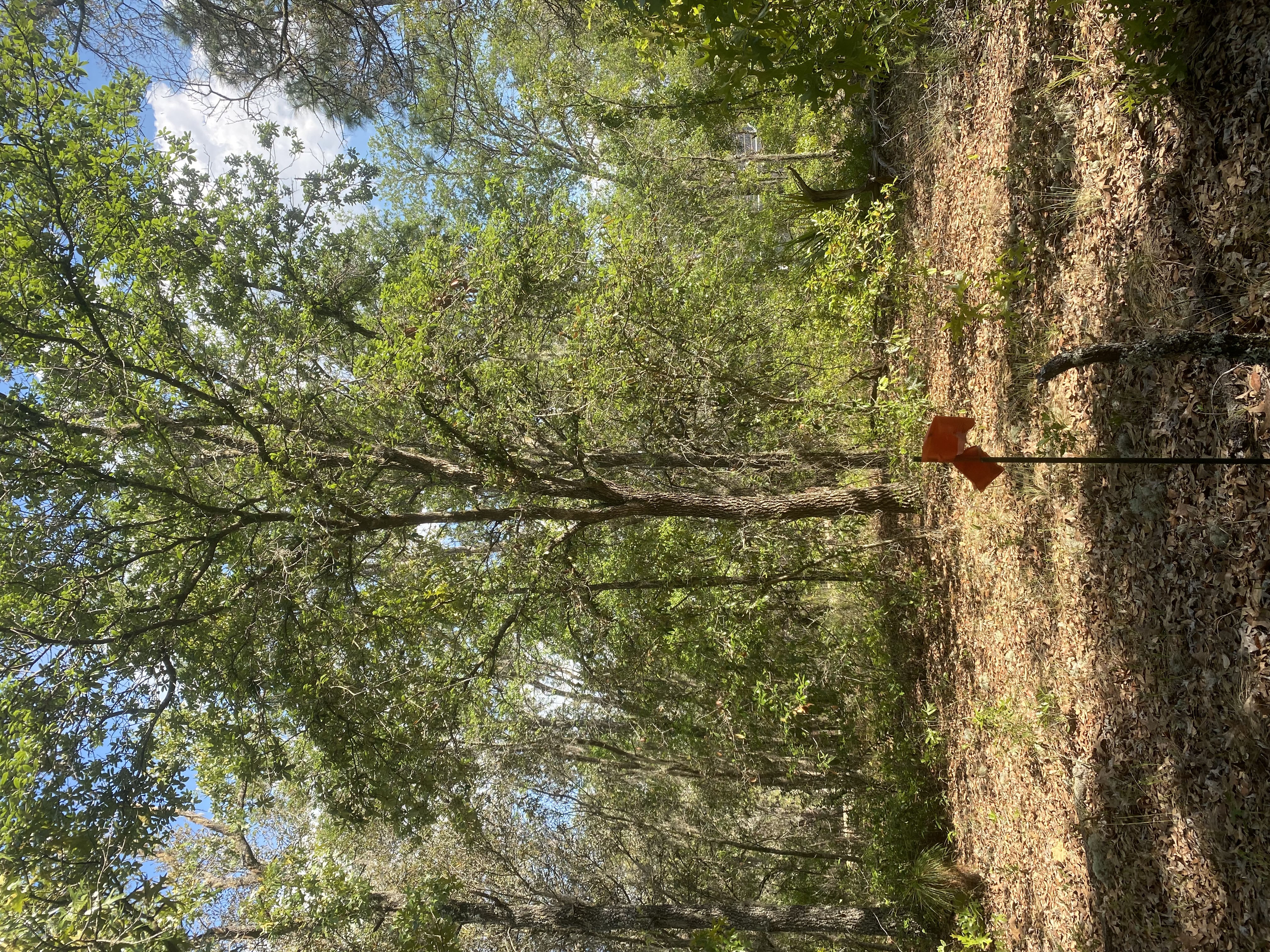 0.22 Acres in Interlachen, FL Build or Bring Your Mobile Home!