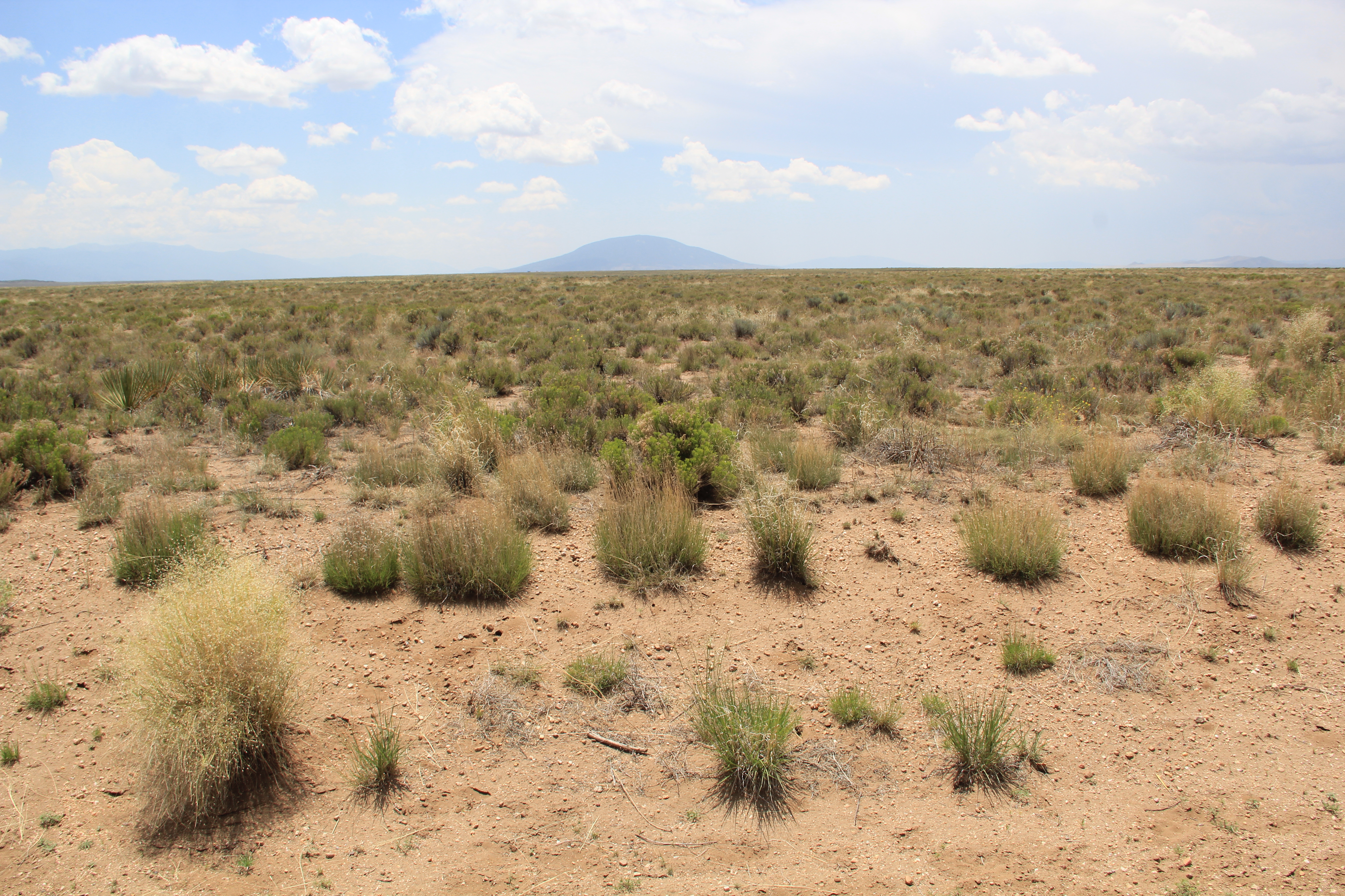 Own 5 Acres Near the Rio Grande, $129/Mo!